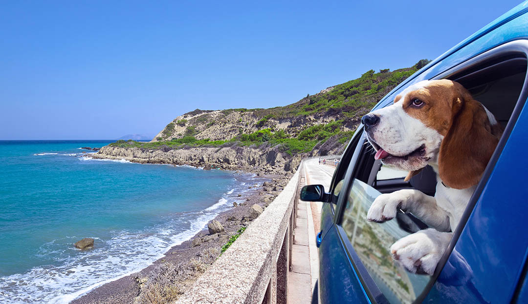 virtu ferries pet travel